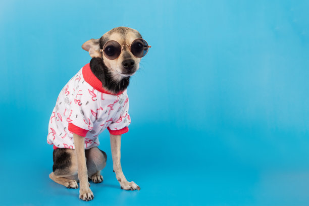 宠物衣服，狗在t恤和太阳镜上的蓝色背景，复制空间图片下载