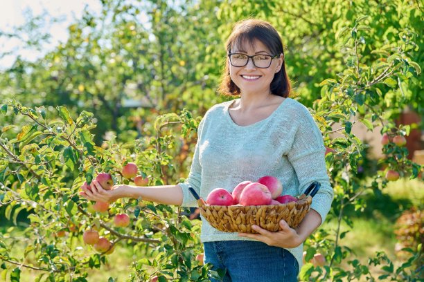 阳光明媚的秋日，在花园里采摘红苹果的妇女图片下载