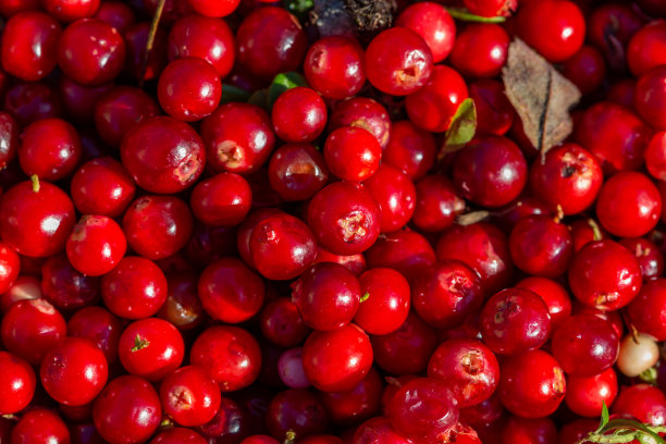 夏日阳光灿烂的一天，红色越橘图案微距摄影。图片下载