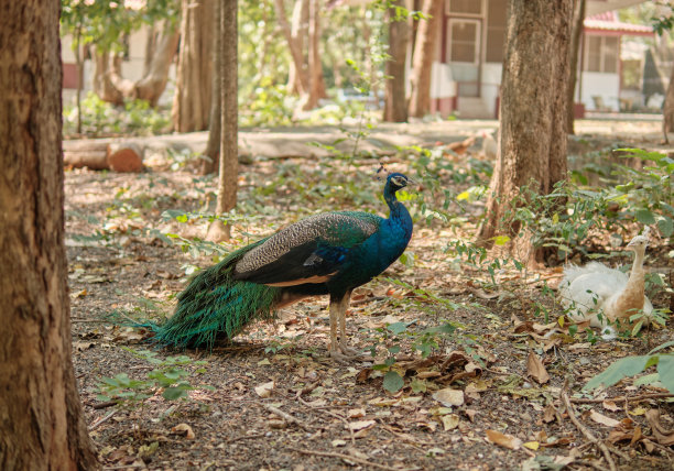 孔雀在大自然中培养。图片下载