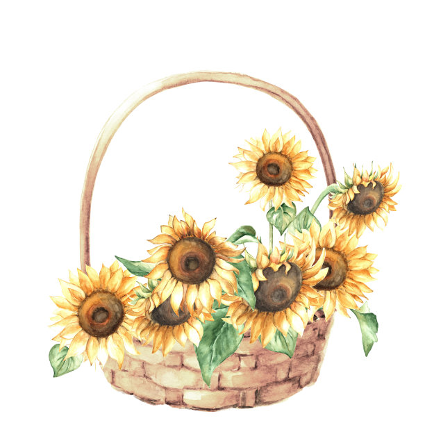篮子与向日葵水彩插图图片下载