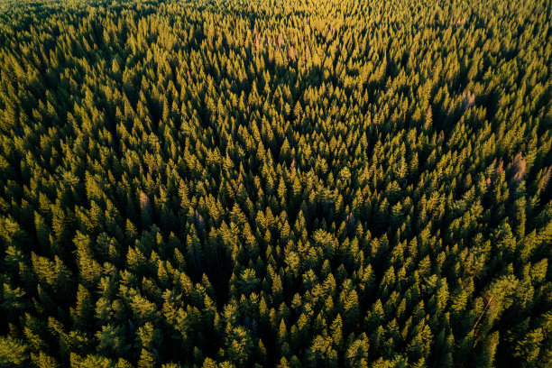 无人机航拍，森林地区的夏季自然景观。冷杉的针叶林图片下载