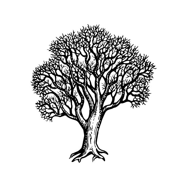 橡树墨写生。图片下载