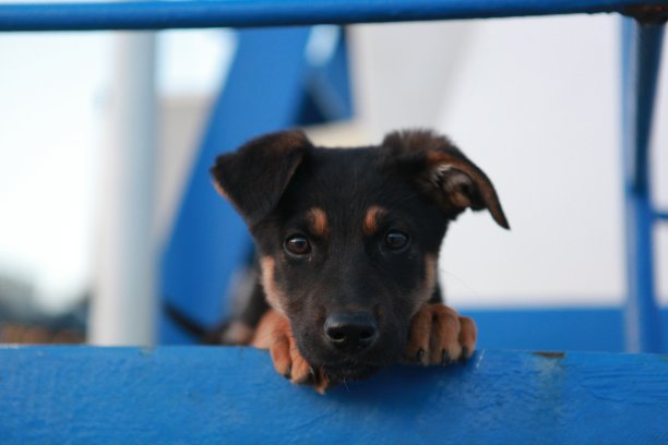 好奇的狗抬头看窗户图片下载