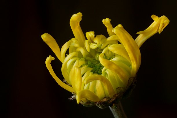 黑色背景上黄色的菊花花蕾图片下载