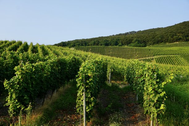 莫泽尔河上的德国葡萄园。莫泽尔河斜坡上的绿色葡萄园。雷司令酒洒在山坡上。在绿油油的葡萄园间散步。摩塞尔河上的葡萄田。图片下载