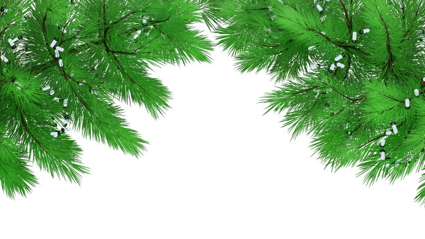 边界与圣诞树树枝，3d渲染。松枝，相框。白色背景上的圣诞设计图片下载