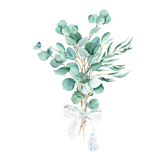 桉树水彩花束。柳树，银元，真正的蓝色树枝和白色花边蝴蝶结。手绘植物插图孤立在白色背景。为贺卡，海报，邀请，印刷和花卉设计。图片下载