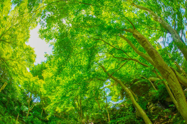 绿色的Miji和蓝色的天空图片下载