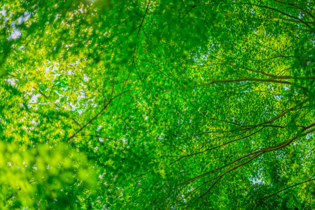 绿色的Miji和蓝色的天空图片下载