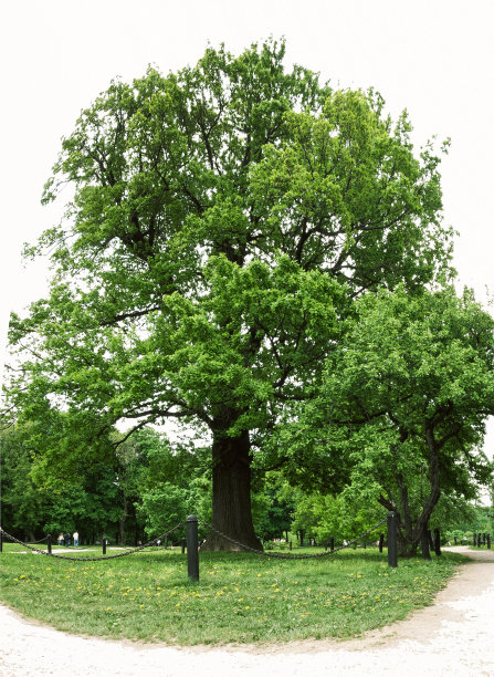 橡树围栏在公园，部分孤立图片下载