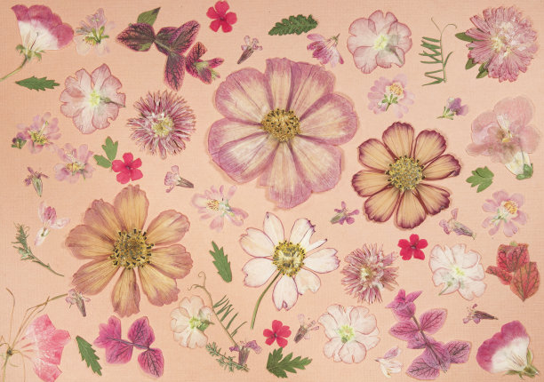 从旧相册里找一页。干压花。剪贴簿元素装饰的叶子，花和花瓣花。准备卡片、邀请和祝贺。用于剪贴簿、问候图片下载