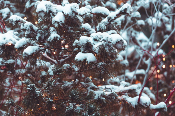 冬日翠绿的松针背景图片下载