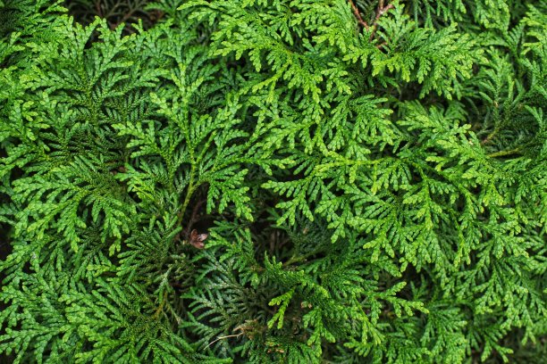 树的绿色树枝。常绿中国柏树退针叶林。图亚杜松枝。装饰植物园艺。图片下载