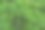 树的绿色树枝。常绿中国柏树退针叶林。图亚杜松枝。装饰植物园艺。图片下载