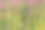 草地上盛开着五颜六色的野花。公园的夏季花卉景观。图片下载