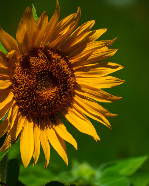 《太阳永不凋谢》图片下载