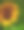 《太阳永不凋谢》图片下载