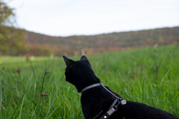 猫发现世界图片下载