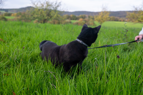 黑猫坐在草地上图片下载