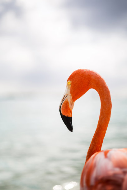 加勒比海阿鲁巴岛火烈鸟图片下载