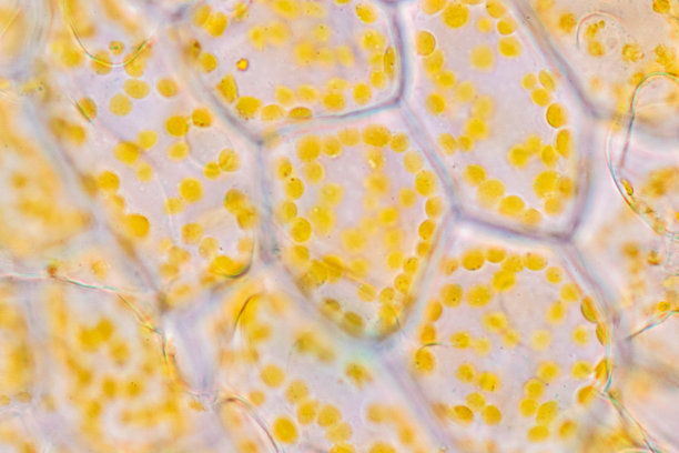 课堂教学用显微镜下植物细胞的染色体显示。图片下载