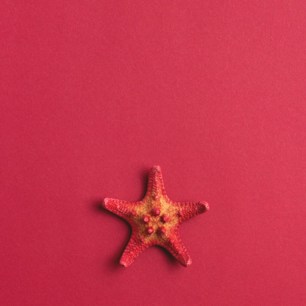 正方形红色夏季背景与海星和空白的文字。图片下载