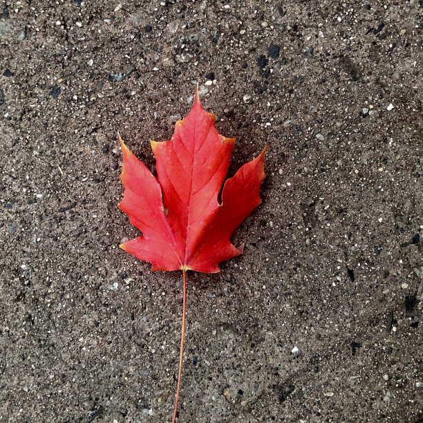 红秋叶图片下载