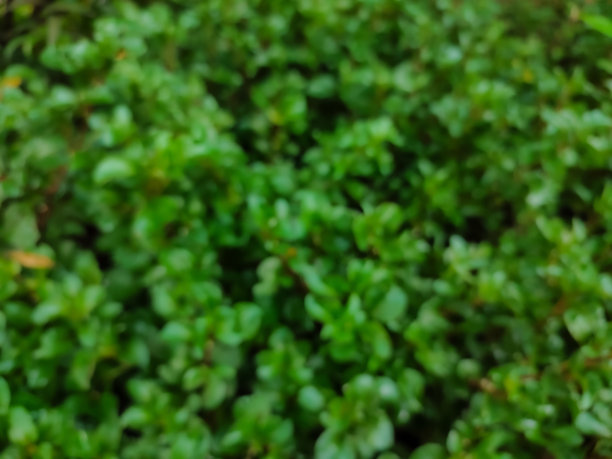 城市公园里小植物的落叶形成了美丽的图案图片下载