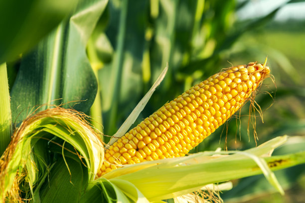 田里种着玉米图片下载