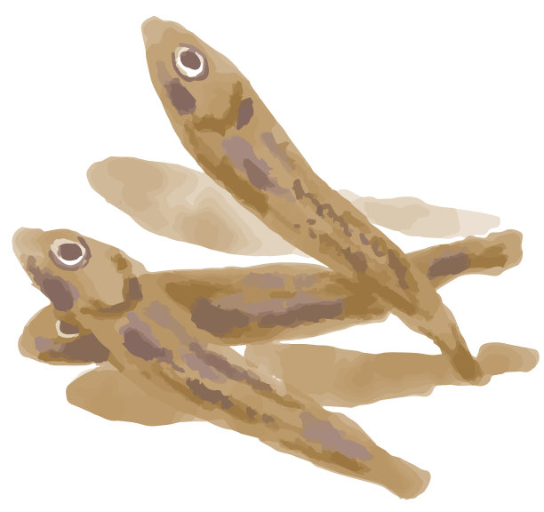 干沙丁鱼。水彩。矢量插图。图片下载