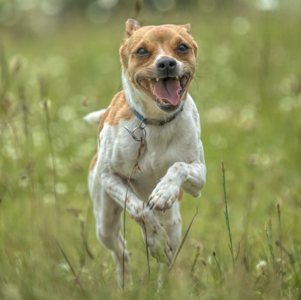 一只顽皮的杰克罗素梗在草地上奔跑的照片图片下载