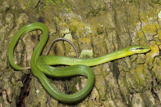 Gonyosoma oxycephalum，野生树栖鼠蛇，红尾绿鼠蛇图片下载