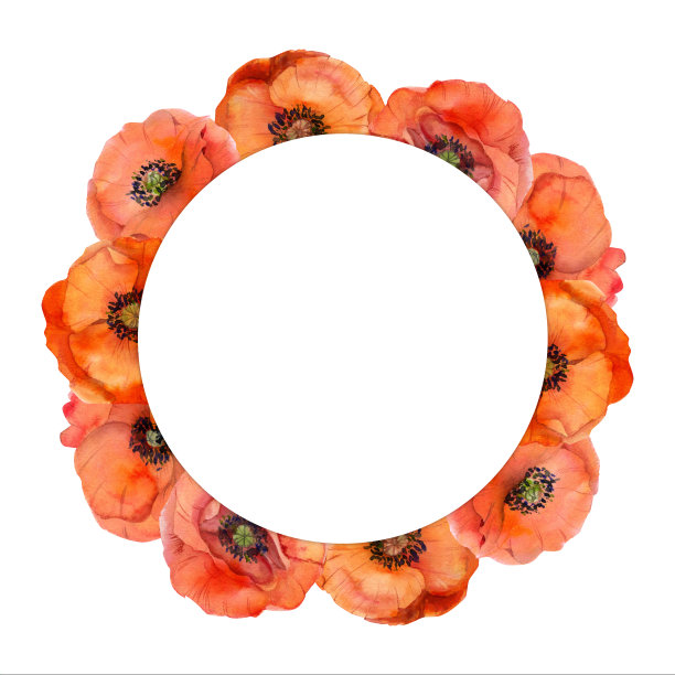 水彩圈框安排与手绘夏天大红色罂粟花。孤立的白色背景。设计邀请，婚礼，爱情或贺卡，纸，印刷，纺织图片下载