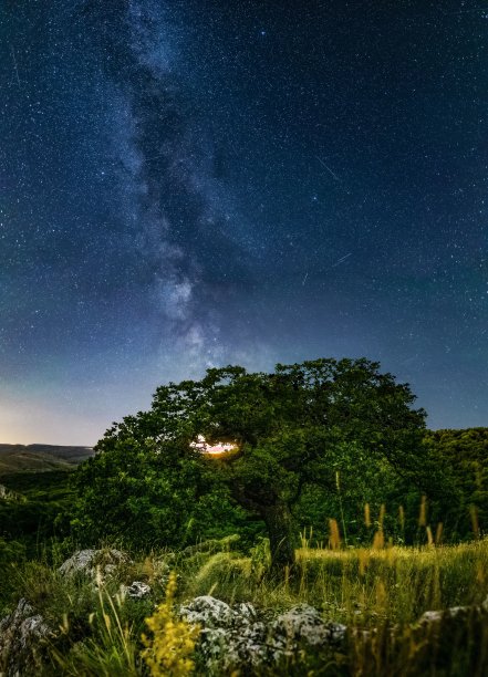 垂直拍摄的绿色景观下的神奇星空图片下载