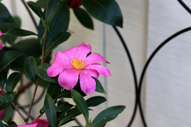 盛开的粉色莎珊茶(莎珊茶):(pix SShukla)图片下载