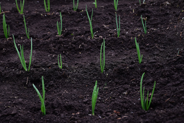 女手正用园艺工具在花园里松土图片下载
