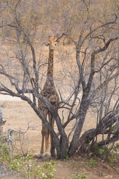 垂直拍摄的长颈鹿站在一棵光秃秃的树旁边图片下载