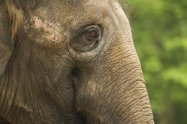 大象的特写镜头，背景模糊图片下载