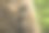 大象的特写镜头，背景模糊图片下载