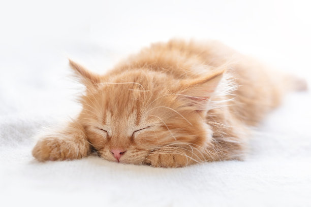 昏昏欲睡的小猫咪。可爱的姜黄色小猫睡在白色的毯子上。家猫在沙发上休息。软选择性聚焦。宝贝甜蜜的梦图片下载