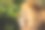 特写的侧面侧面狮子在匹兹堡周围的绿色与模糊的背景图片下载