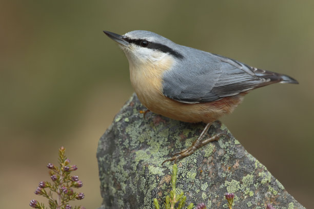 一只五子鸟栖息在森林里的一块石头上的美丽照片图片下载