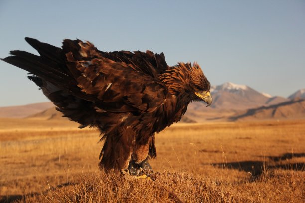 一只金雕准备在一片荒芜的地区飞翔，背景是模糊的山脉图片下载