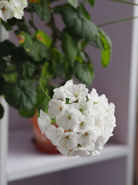 白天，窗台上花盆里的白色天竺葵垂直照片图片下载