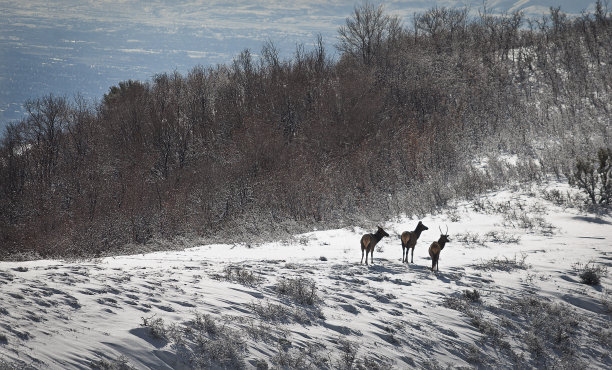 一群鹿在雪域的森林里，周围是许多光秃秃的树图片下载