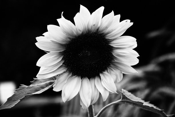 向日葵的灰色特写与大叶子在花园与一个模糊的背景图片下载
