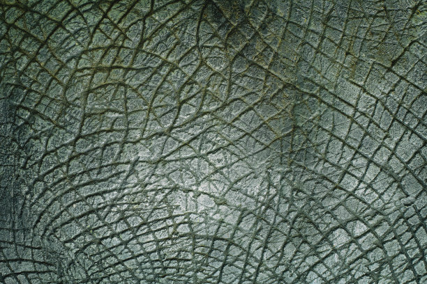 背景为恐龙动物皮肤纹理。图片下载