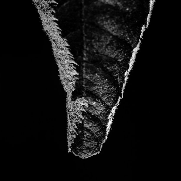 在黑色背景的灯光下，一片树叶的灰度特写图片下载