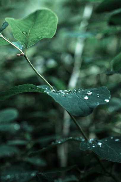 特写镜头的绿叶覆盖露珠-伟大的天然墙纸图片下载